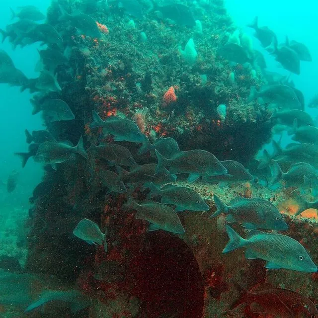 thumbnail for publication: An Update on Florida’s Artificial Reefs: Recent Research and What It Means for Florida